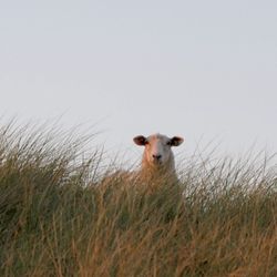 Dog on grassy field
