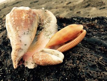 Close-up of crab on sand