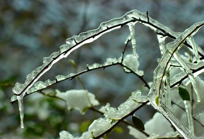 Close-up of frozen plant against sky