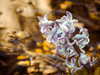 Close-up of white flowering plant