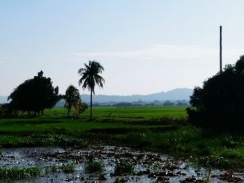 Palm trees on field against sky
