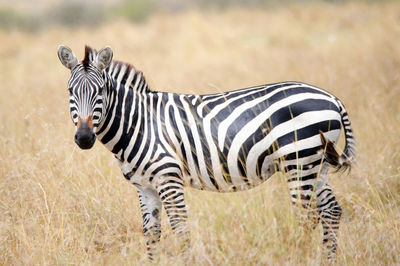 Zebra standing on grass