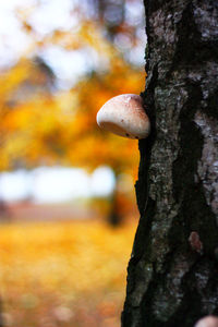 Close-up of mushroom growing on tree trunk