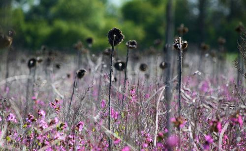 Close-up of purple flowers blooming in field