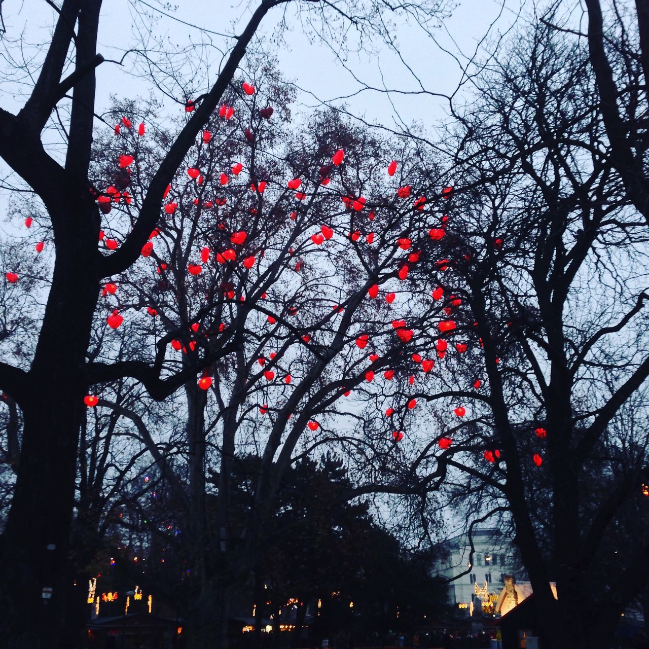 tree, low angle view, branch, growth, sky, red, flower, nature, silhouette, clear sky, built structure, beauty in nature, building exterior, architecture, bare tree, pink color, no people, outdoors, street light, dusk