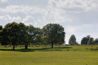 Trees on field against sky