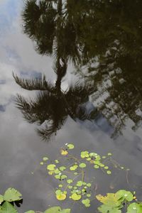 Leaves floating on water