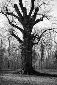 Bare tree in forest