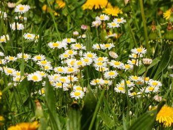 Close-up of yellow flowering plants on field