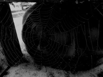 spider web