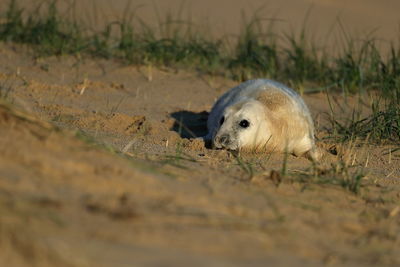 View of dog relaxing on field