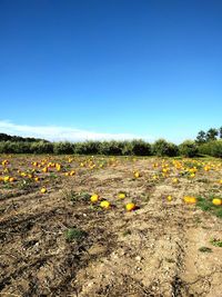 Scenic view of field against clear blue sky