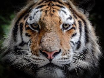 Close-up portrait of a cat