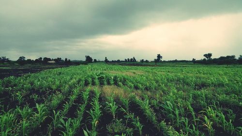 Scenic view of field against cloudy sky