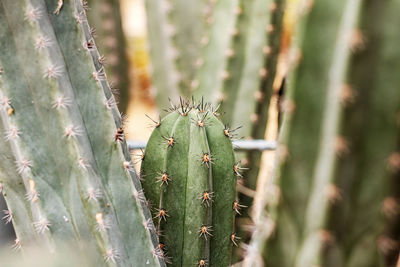 Cactus with a sharpness in the park.