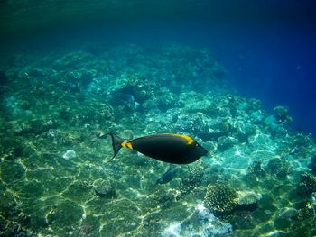 View of fish swimming in sea