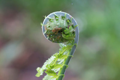 Close-up of caterpillar on leaf