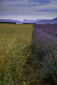 Scenic view of field against sky