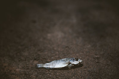 High angle view of lizard on sand