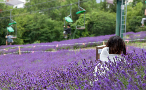 Rear view of woman standing amidst purple flowering plants