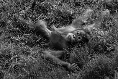 High angle portrait of orangutan infant relaxing on grassy field