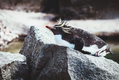 Close-up of bird perching on rock