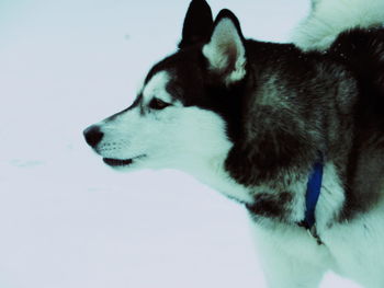 Close-up of dog looking away