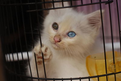 Close-up portrait of kitten in cage