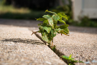 Close-up of young plant