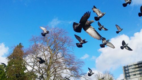 Low angle view of birds flying against clear blue sky