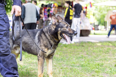 Police officer in uniform on duty with a k9 canine german shepherd police dog