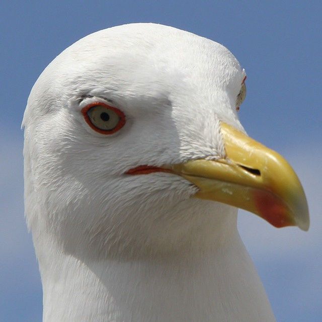 bird, beak, animal themes, one animal, animals in the wild, wildlife, close-up, animal head, white color, animal body part, focus on foreground, nature, no people, outdoors, portrait, day, swan, avian, white