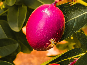 Close-up of strawberry growing on plant