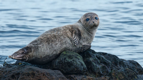 High angle view of seal swimming in sea