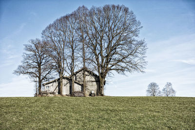 Bare tree on field against sky