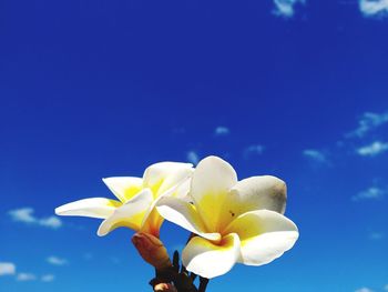 Close-up of white flowering plant against blue sky