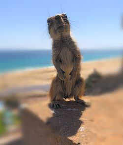 Lizard on the beach