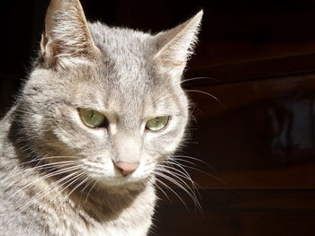 Close-up portrait of cat