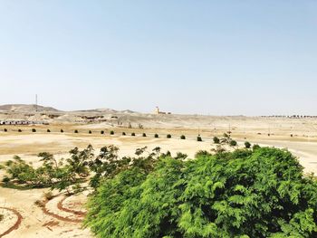 Plants growing on land against clear sky