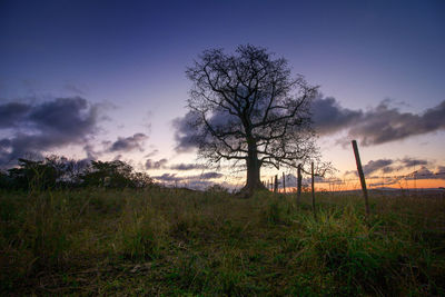 Trees on field against sky at sunset