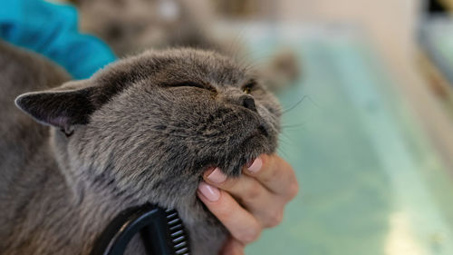 Cat washing and grooming close up getting professional service at pet salon by groomer