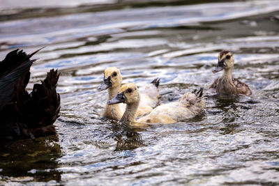 Ducks in a lake