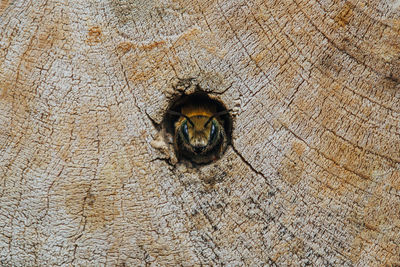 Young solitary bee, osmia cornuta, peaking out of a wooden nesting tube.