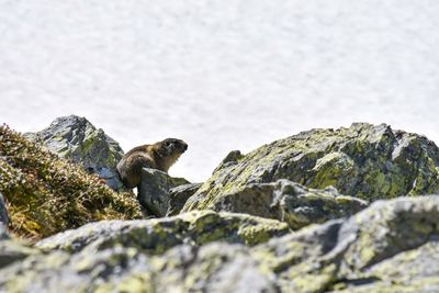 View of monkey on rock