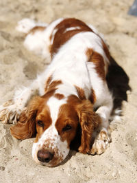 Close-up of a dog resting on sand