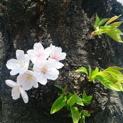 Close-up of white flowers