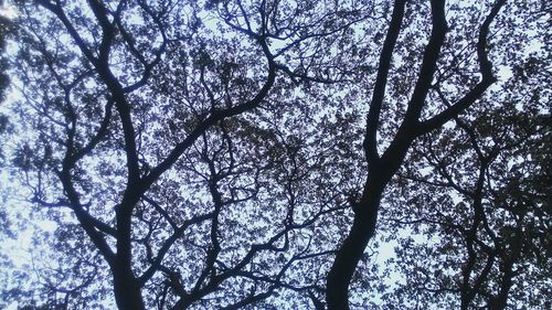 Low angle view of bare tree against sky