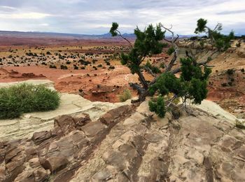 Tree next to rock against cloudy sky