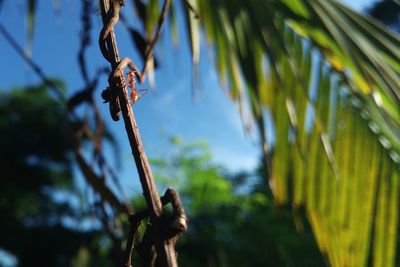 Close-up of insect on tree