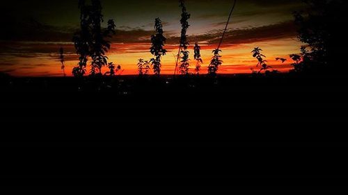Silhouette of trees at sunset